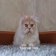 เปิดขาย พร้อมย้ายบ้าน ลูกแมวเปอร์เซีย ครีม เพศหญิง อายุ 3 เดือน