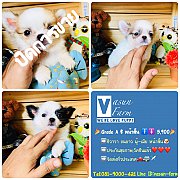 !!Grade A 5,900!!ชิวาวา หน้าสั้น ฟอร์มสวย ผู้ เมีย 5,900 บาท<<<<
