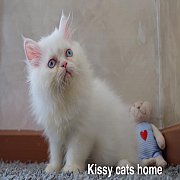 ลูกแมว Exotic lh ขนยาว สีขาว ตาสีฟ้า เพศชาย