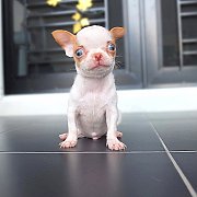 SMALLDOGLANDขิวาวาฟอร์มสวยตัวเล็กน่ารักมากวัคซีนแล้วจ้า