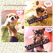 (น้องได้บ้านแล้วค่ะ)แก็งค์เด็กจิ๋ว ชิวาว่าขนยาว เชียงใหม่