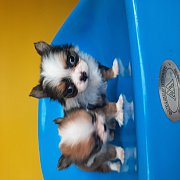 ชิวาว่าเล็กจิ๋วแฟนซีขนยาวเพศเมีย2ตัว