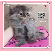 ***ได้บ้านแล้ว***ลูกแมวเปอร์เซียพันธุ์แท้สีเทาฟุ้งเทาเข้มและขาว