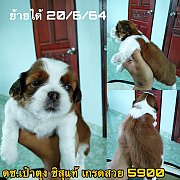 ชิสุแท้ ผู้ 5900