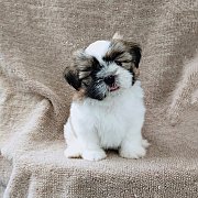 ชิสุแท้5900.-เก็บปลายทาง มีปะกันสุขภาพ เทสลำไส้ก่อนส่งline::happyshihtzu4289