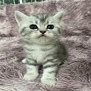 American Shorthair 😻#128571#128571#128571#128571#128571#128571#128571รัก...