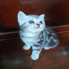   พร้อมย้ายบ้าน อเมริกันช็อตแฮร์แท้ ราคา 5,900 บาท  อ้วน สมบูรณ์ สามารถเข้ามาดูน...