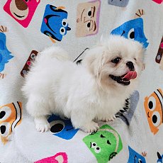 ปักกิ่งแท้5900.-ส่งฟรีกทม.มีปลายทาง line:: happyshihtzu4289