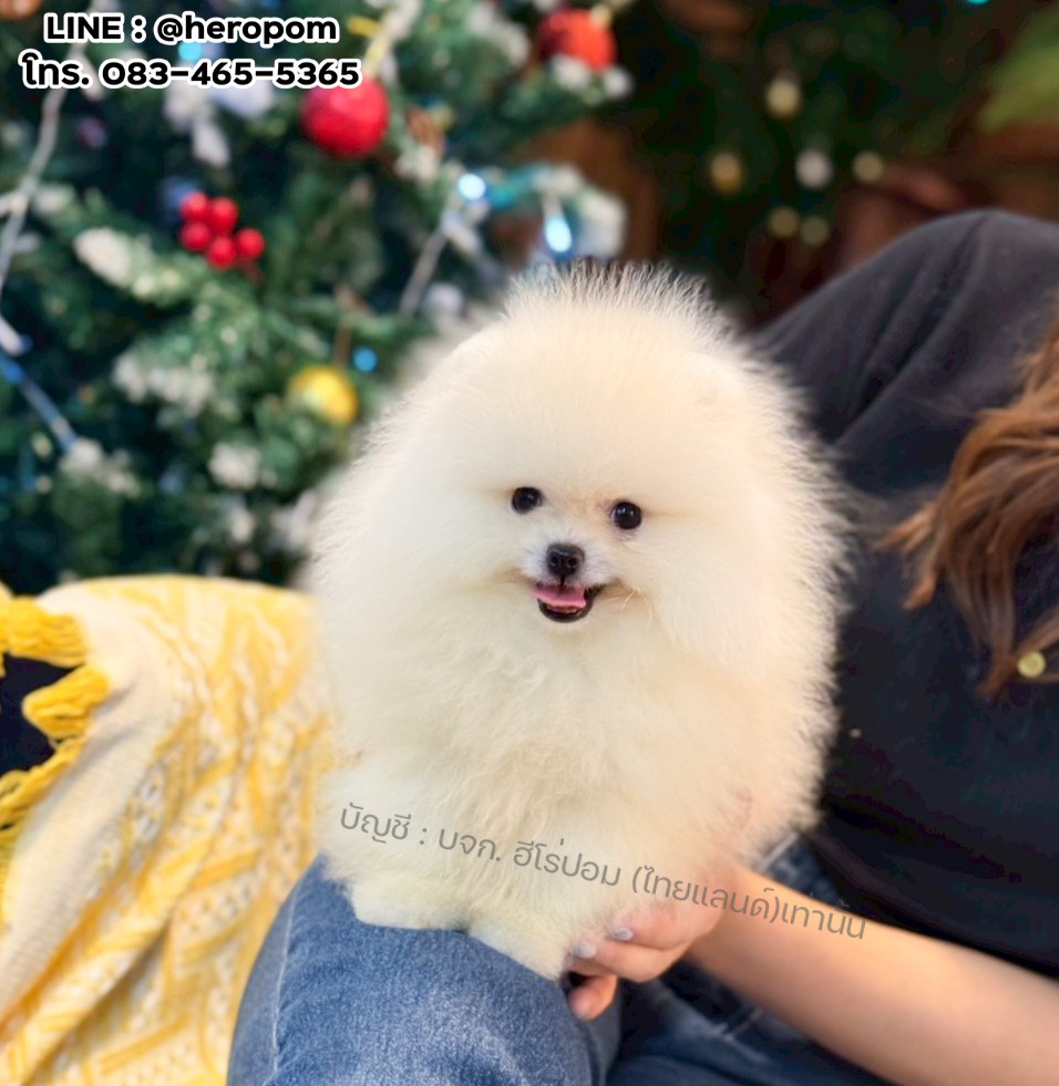 ปอมแท้ ปอมหน้าหมี HRM-10523 เพศชาย สีขาว ตัวจิ๋วตัวเล็ก แก้มอ้วน น่าฟัดมาก ๆ ตอน...