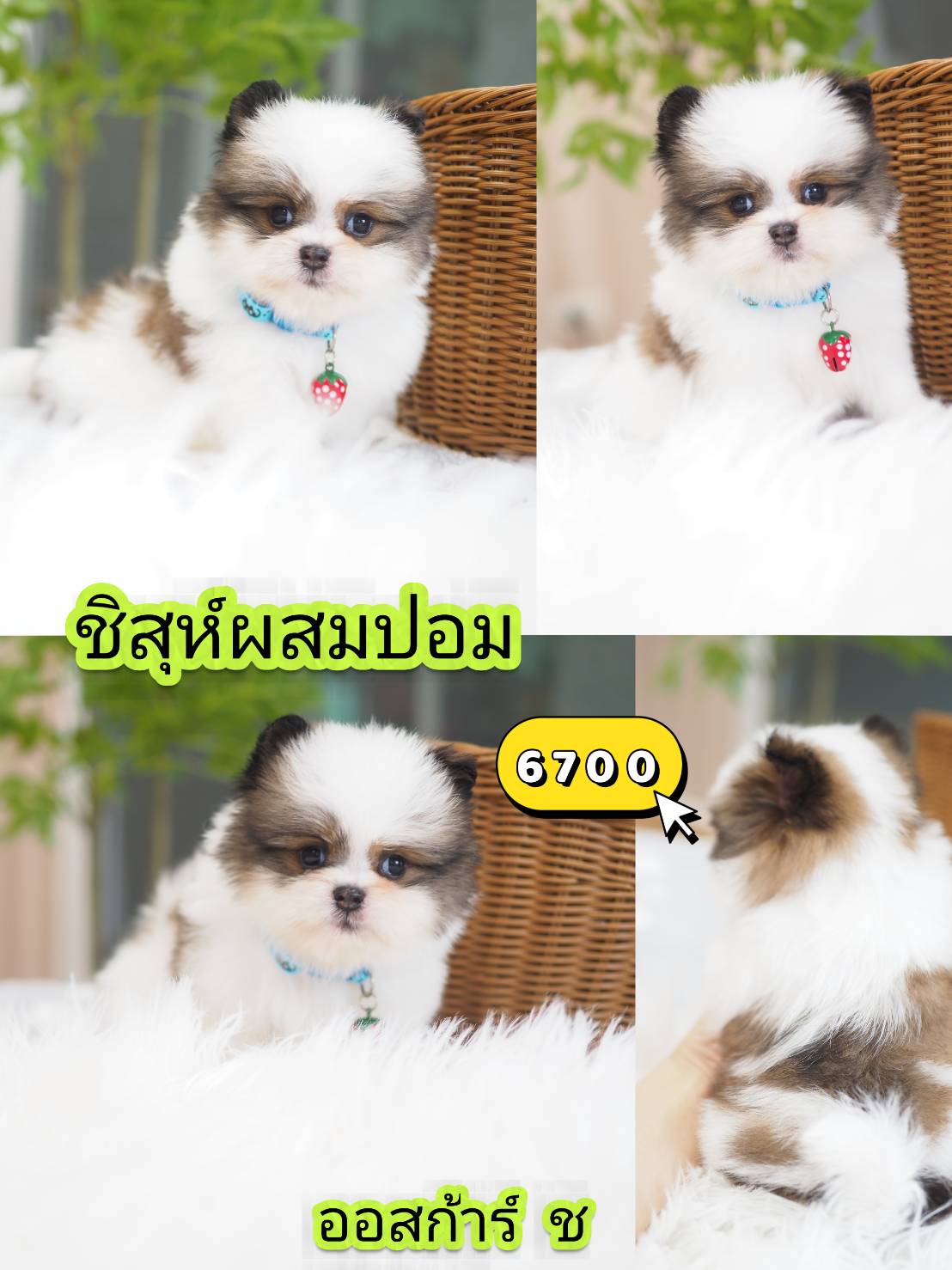 Shihtzu