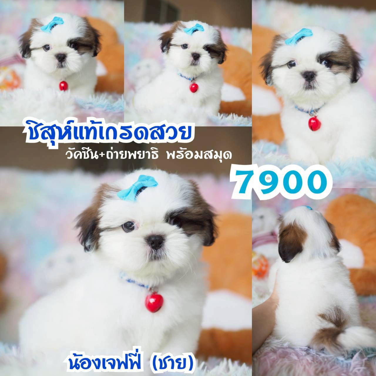 กิ๊ฟซ่า มาแล้ว ถูกและดี @kibzaa วัคซีนมีสมุด