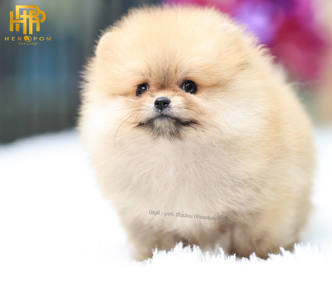 ปอมแท้ ปอมเมอเรเนียน HRF-68397 เพศหญิง สีส้ม อายุ 2 เดือน หน้าตาน่ารัก ขาสั้น ขน...
