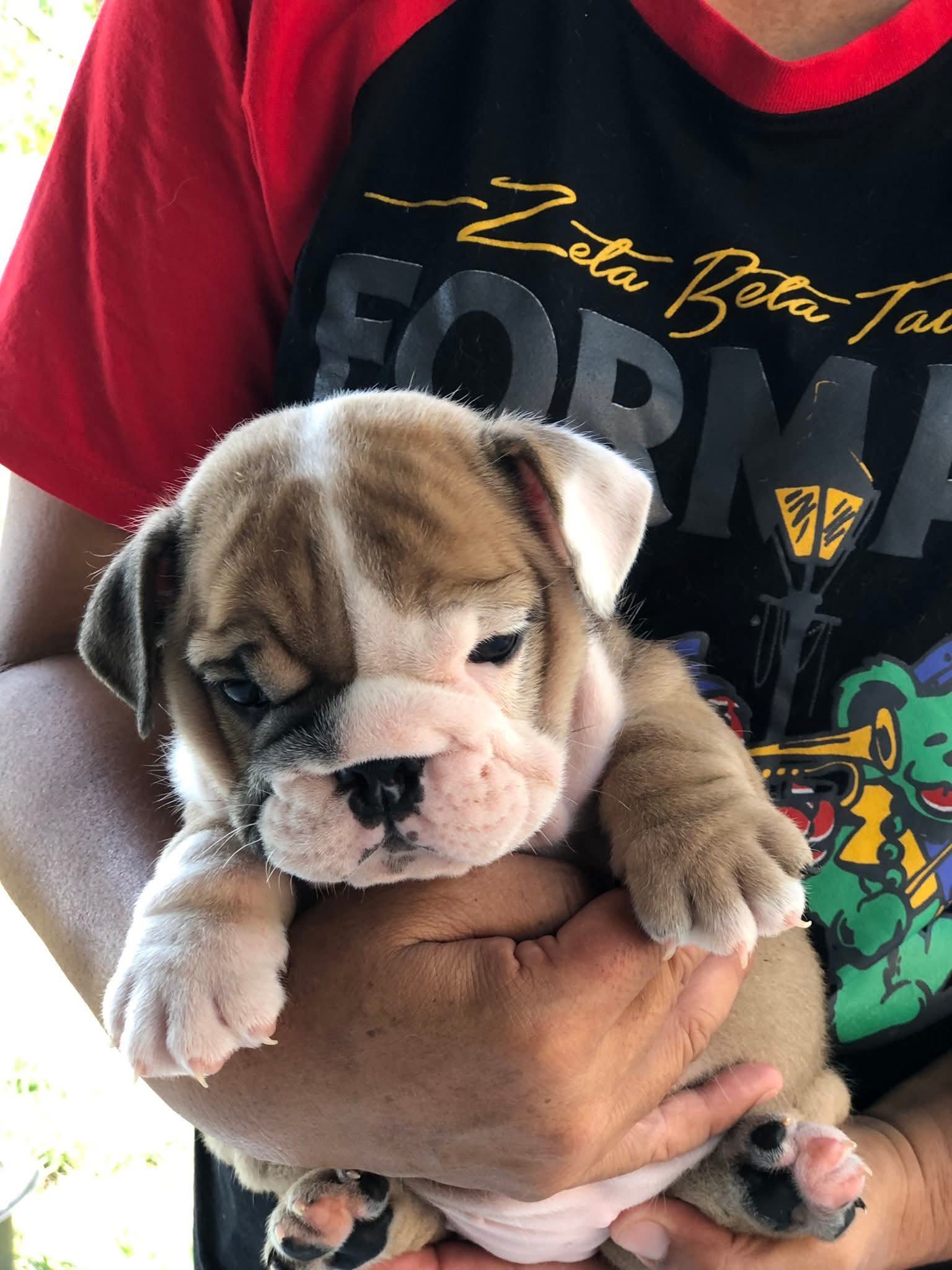 อิงลิชบลูด็อกเพศเมีย