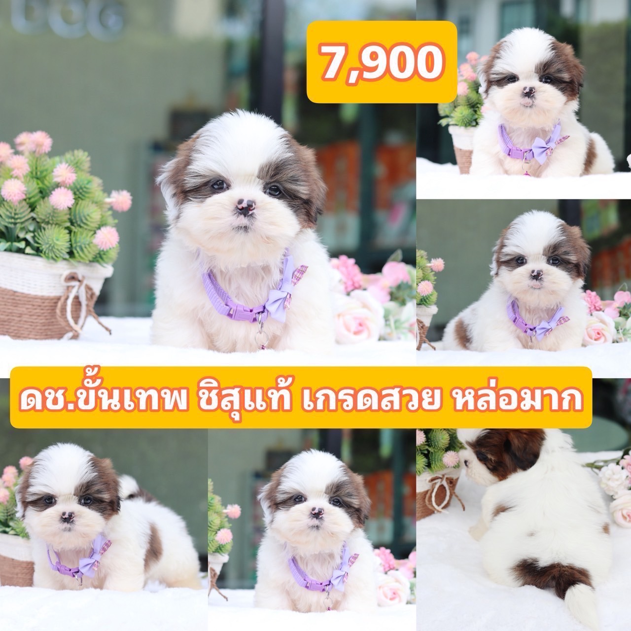 ชิสุแท้เกรดสวย