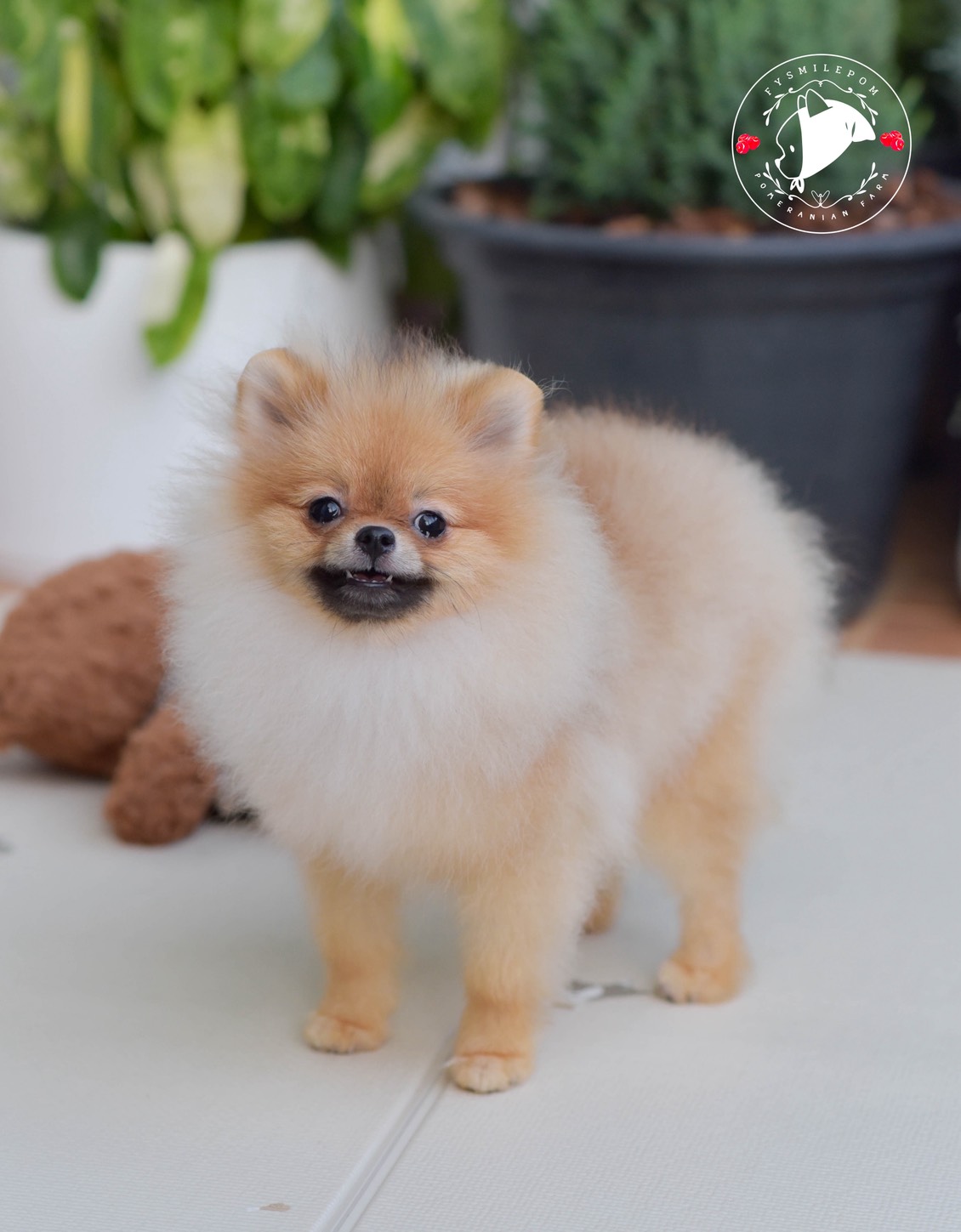 FYsmilepom น้องปอม เพศเมีย หน้าตาน่ารักพร้อมย้ายบ้านค่า 0830777178