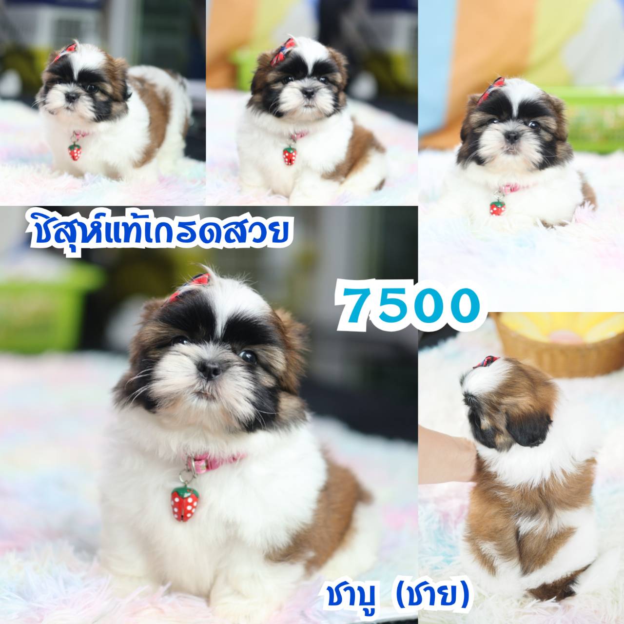 กิ๊ฟซ่า มาแล้ว ถูกและดี @kibzaa