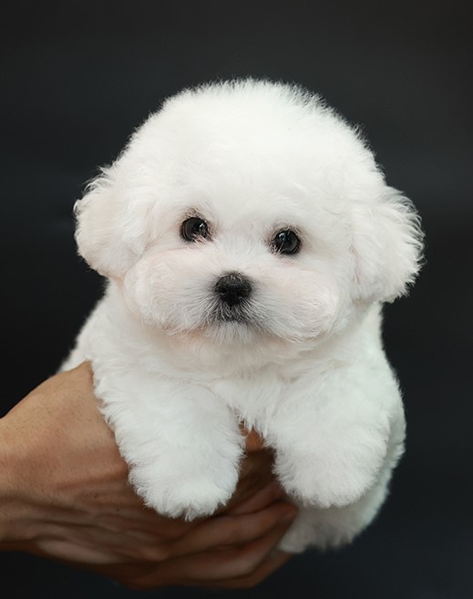 BCM-85602 บิชองฟรีเซ่ เพศผู้หน้ากลมสีขาวนวล ตากลม น่ารัก สนใจน้องสอบถาม Line:@he...