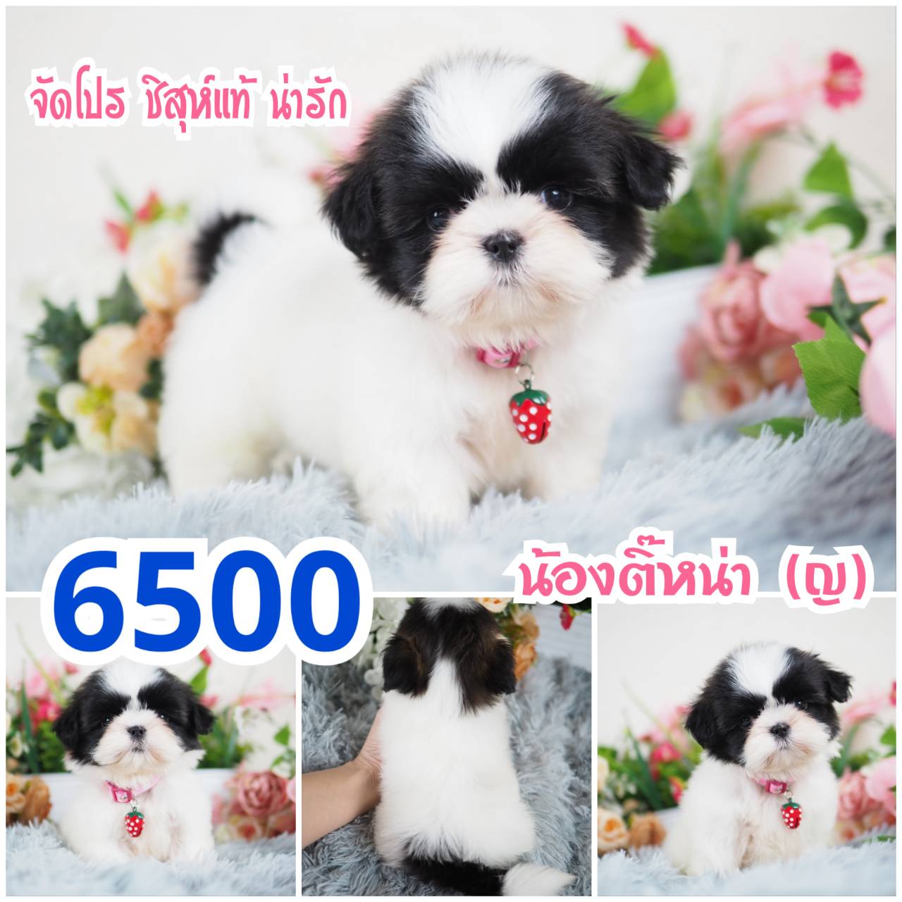 Shihtzu