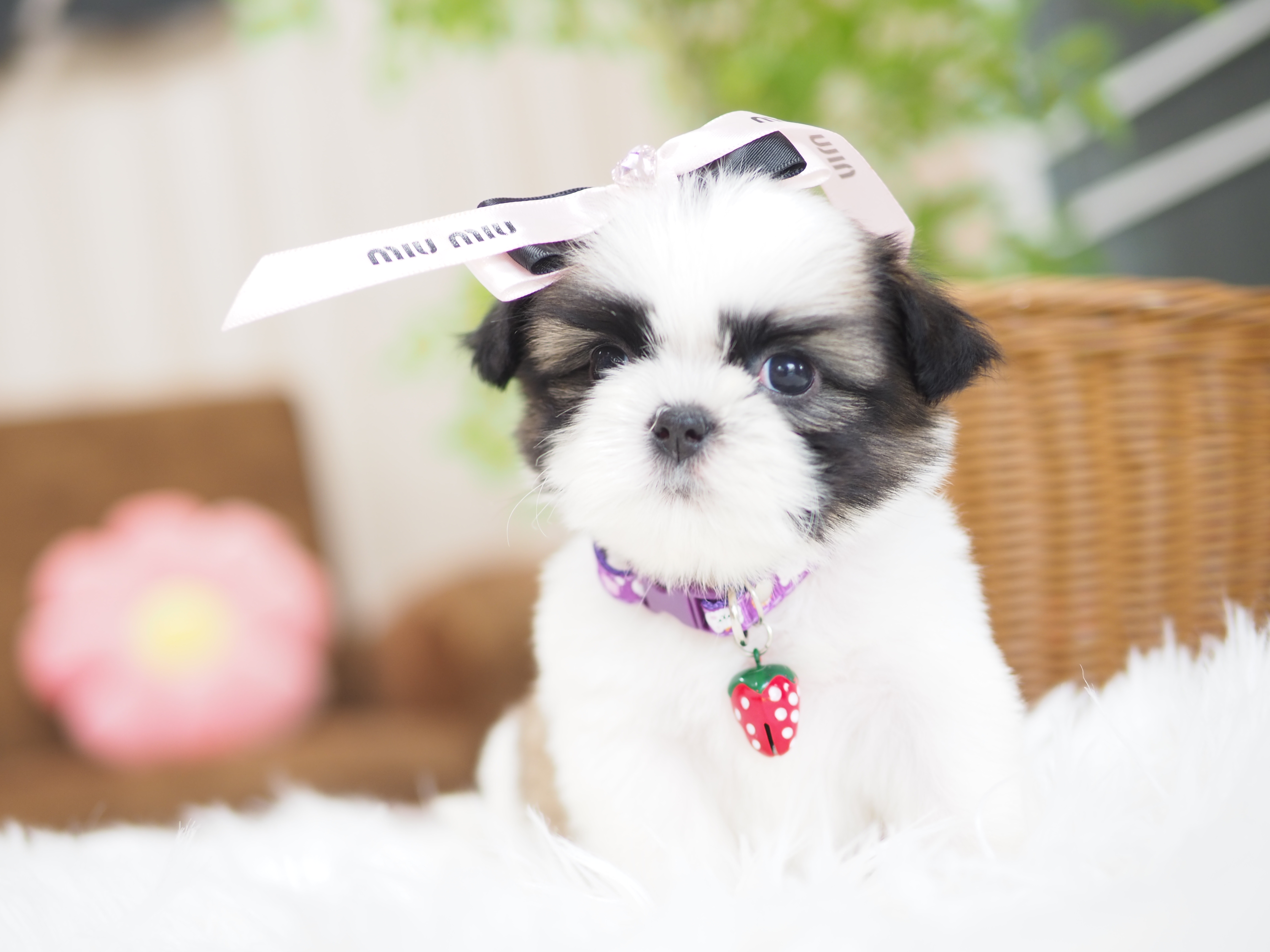 SHIHTZU  กิ๊ฟซ่า