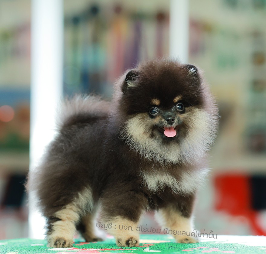 ปอมแท้ ปอมหน้าหมี HRF-10828 เพศหญิง สีแบล็คแทน ตัวจิ๋วตัวเล็ก แก้มอ้วน น่าฟัดมาก...