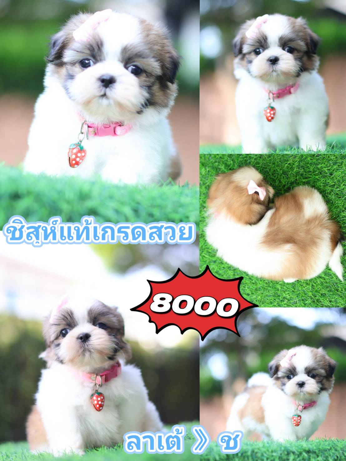 Kibzaa shihtzu