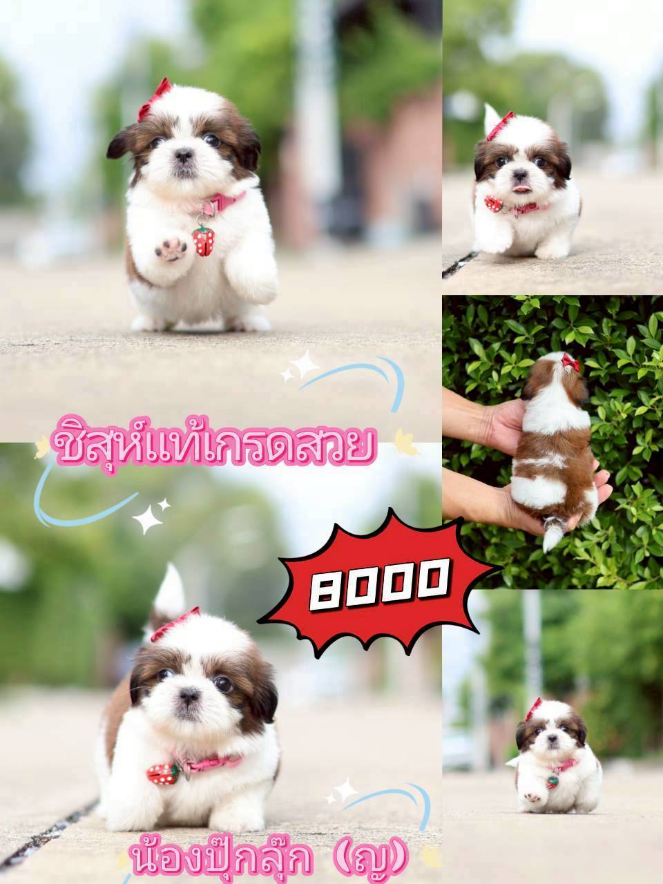 กิ๊ฟซ่า มาแย้ว