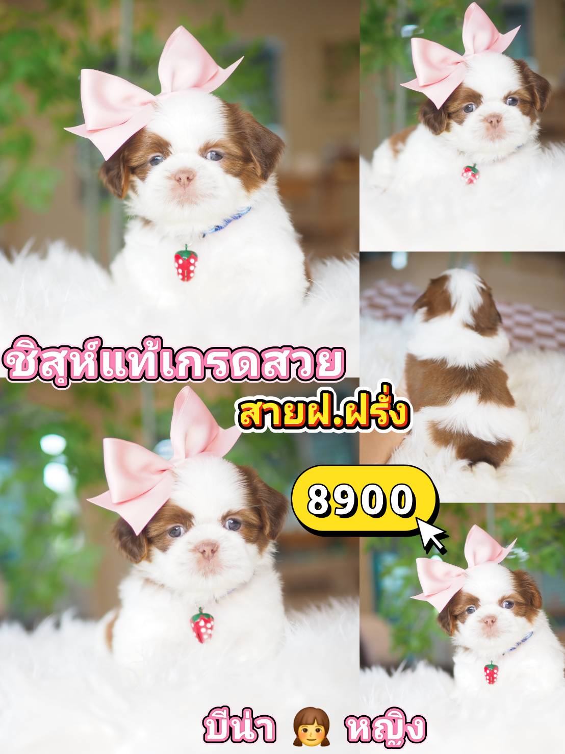 Shihtzu