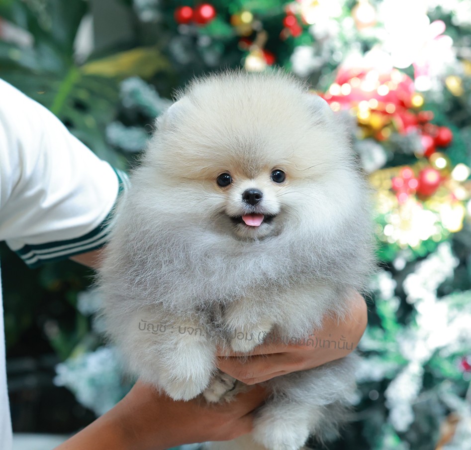 ปอมแท้ ปอมหน้าหมี HRM-10784 เพศชาย สีส้ม ตัวจิ๋วตัวเล็ก แก้มอ้วน น่าฟัดมาก ๆ ตอน...