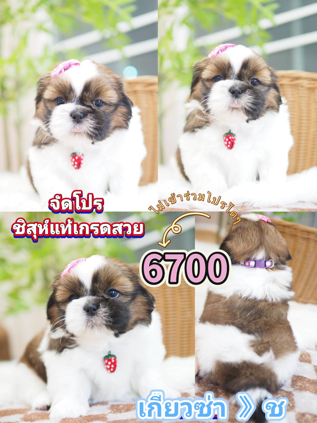 Kibzaa  shihtzu