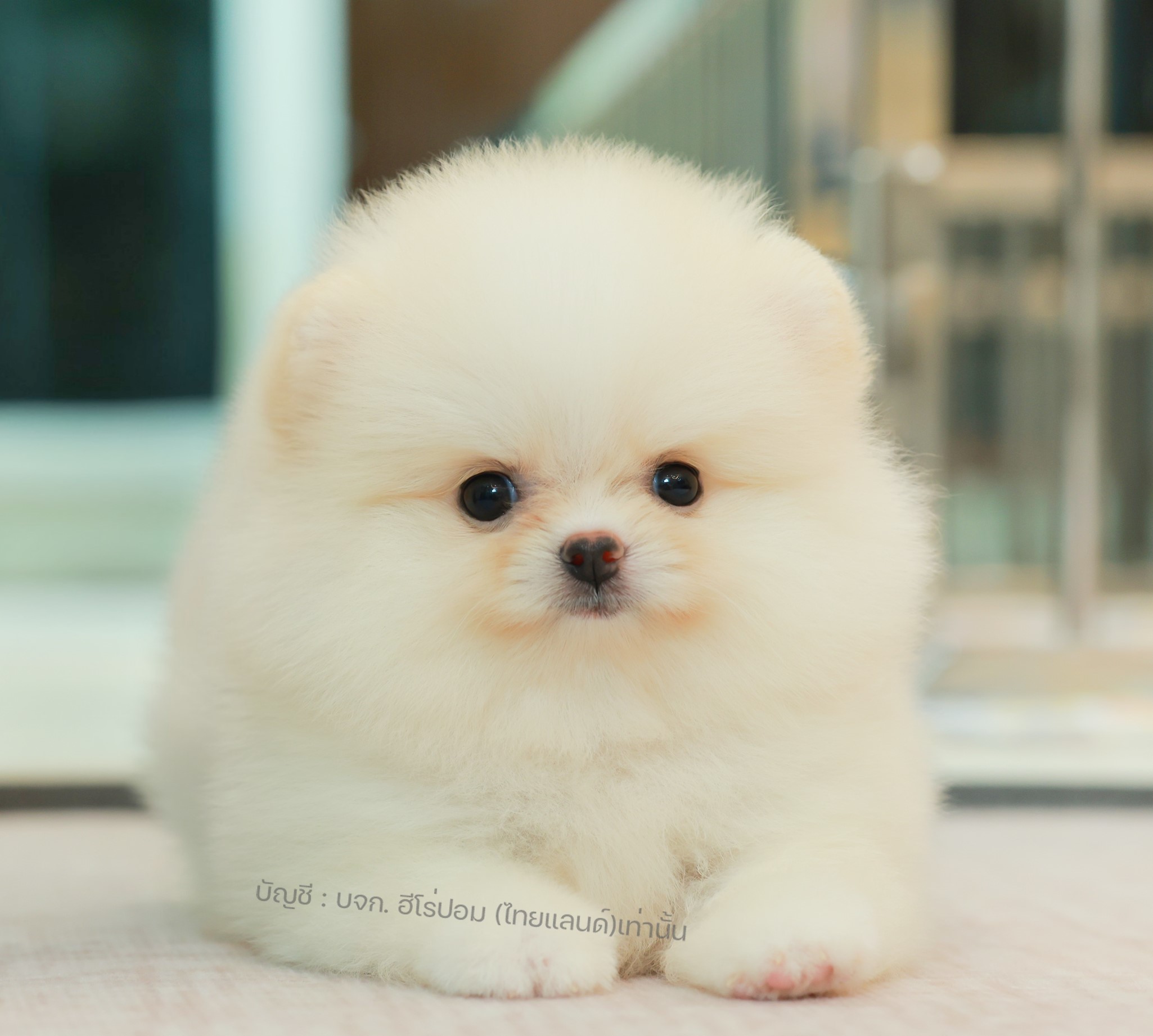 ปอมแท้ ปอมเมอเรเนียน HRF-68169 เพศหญิง สีครีม อายุ 2 เดือน หน้าตาน่ารัก ขาสั้น ข...