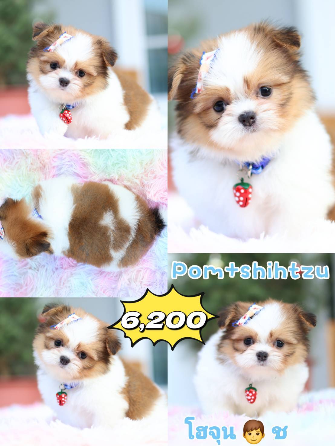 Kibzaa Shihtzu