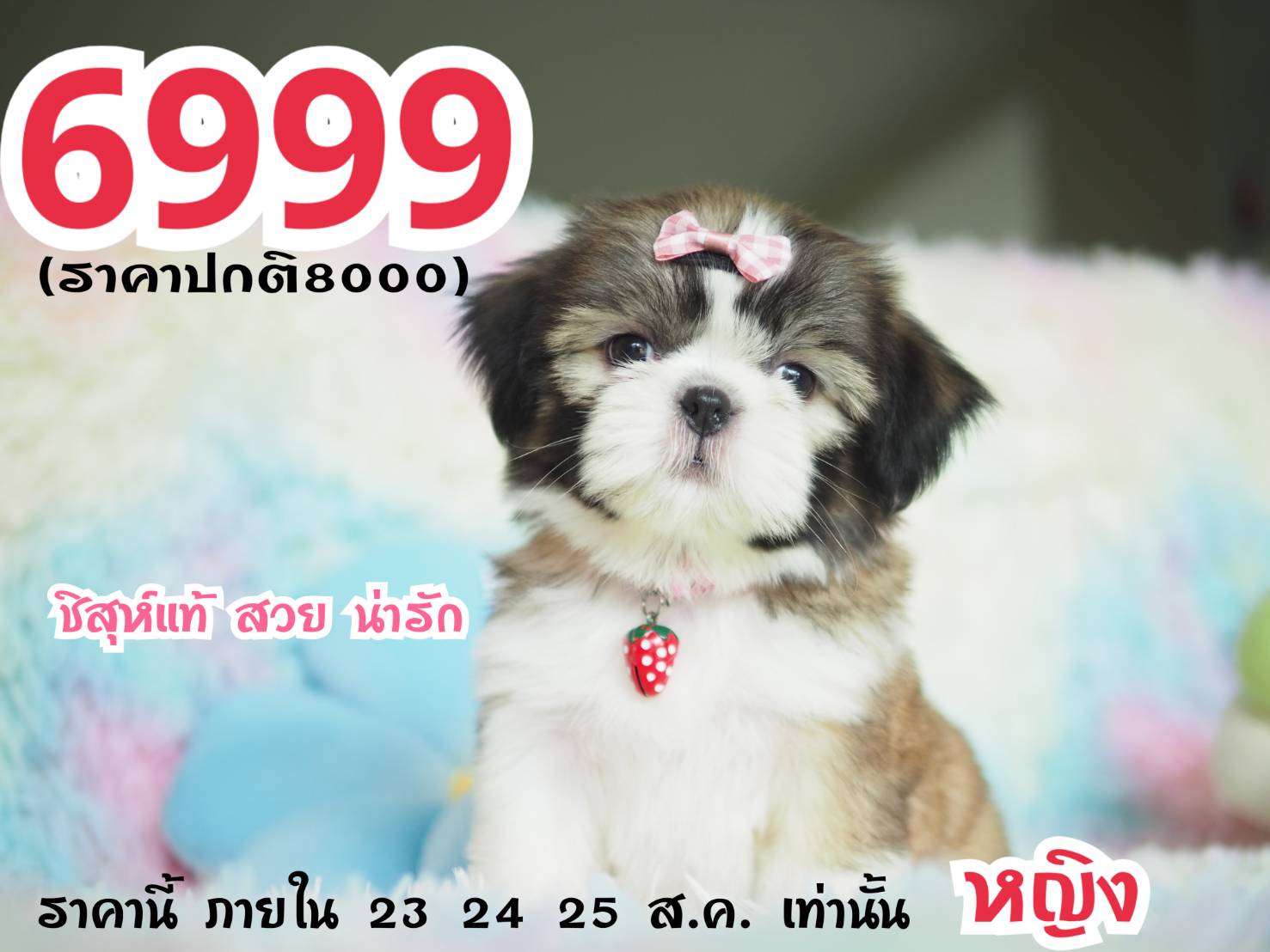 Kibzaa ราคาโปร