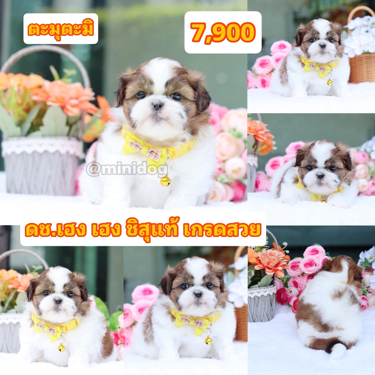 ชิสุแท้เกรดสวย