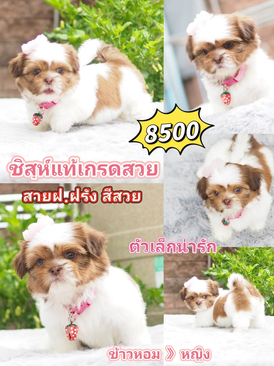 SHIHTZU
