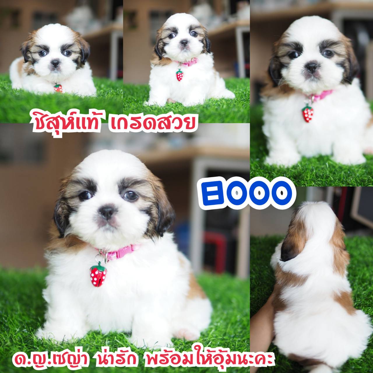 อาณาจักรกิ๊ฟซ่า แหล่งรวบรวม ชิสุห์ สุดน่ารัก