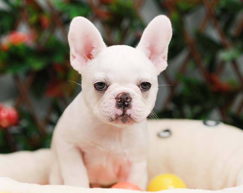 FHM-50946 เพศชาย สีขาว อายุ 2 เดือน ใบหูเล็ก สายเลือดเยี่ยม หน้าสั้น โครงสร้างดี...