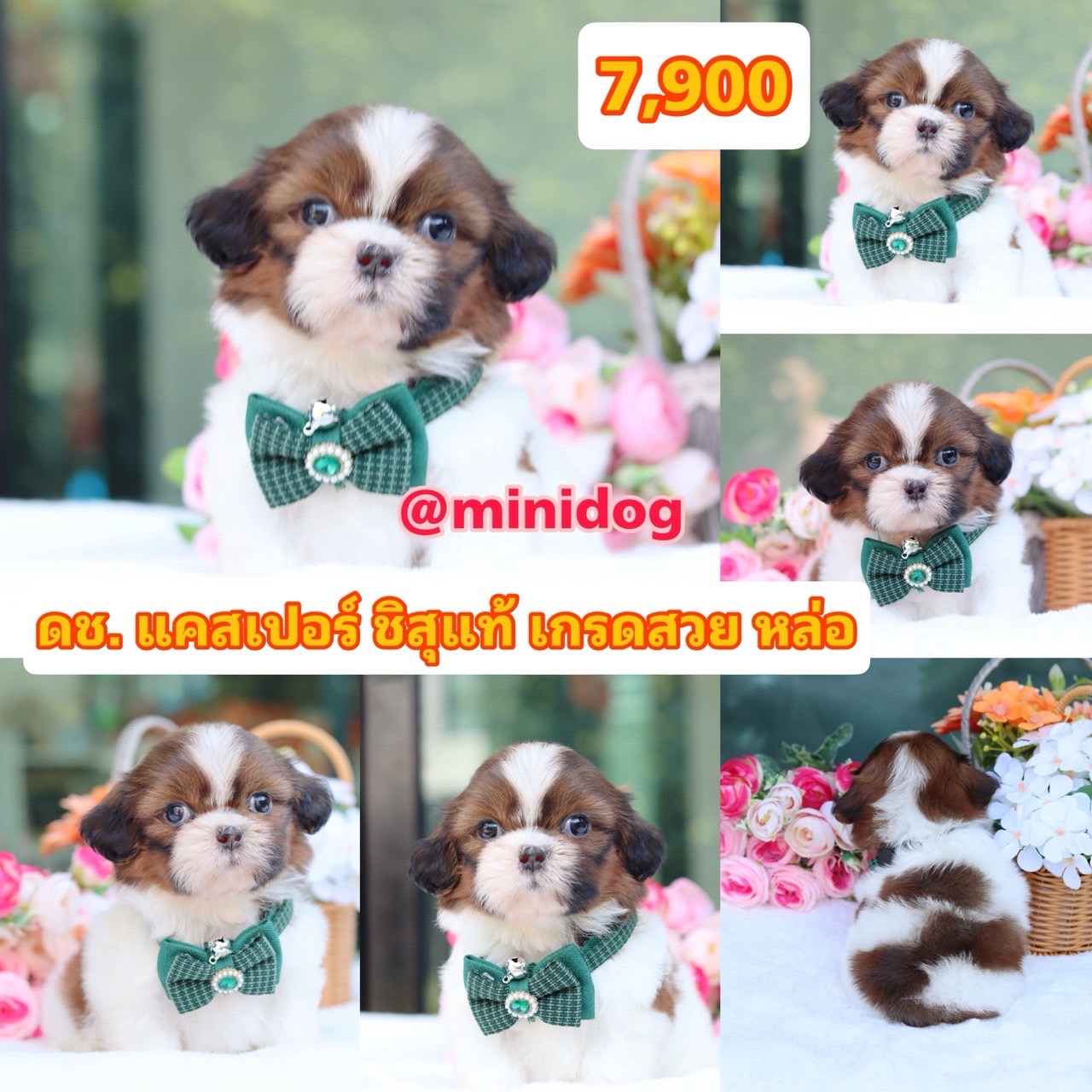 ชิสุแท้เกรดสวย