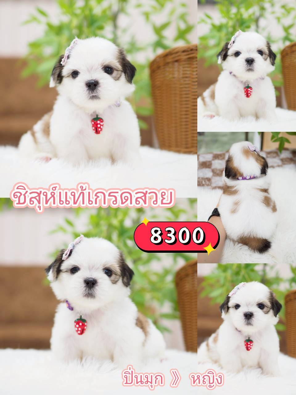 กิ๊ฟซ่าชิสุ ลดได้ จร้า