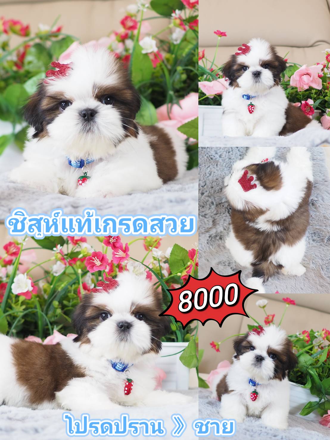 Shihtzu