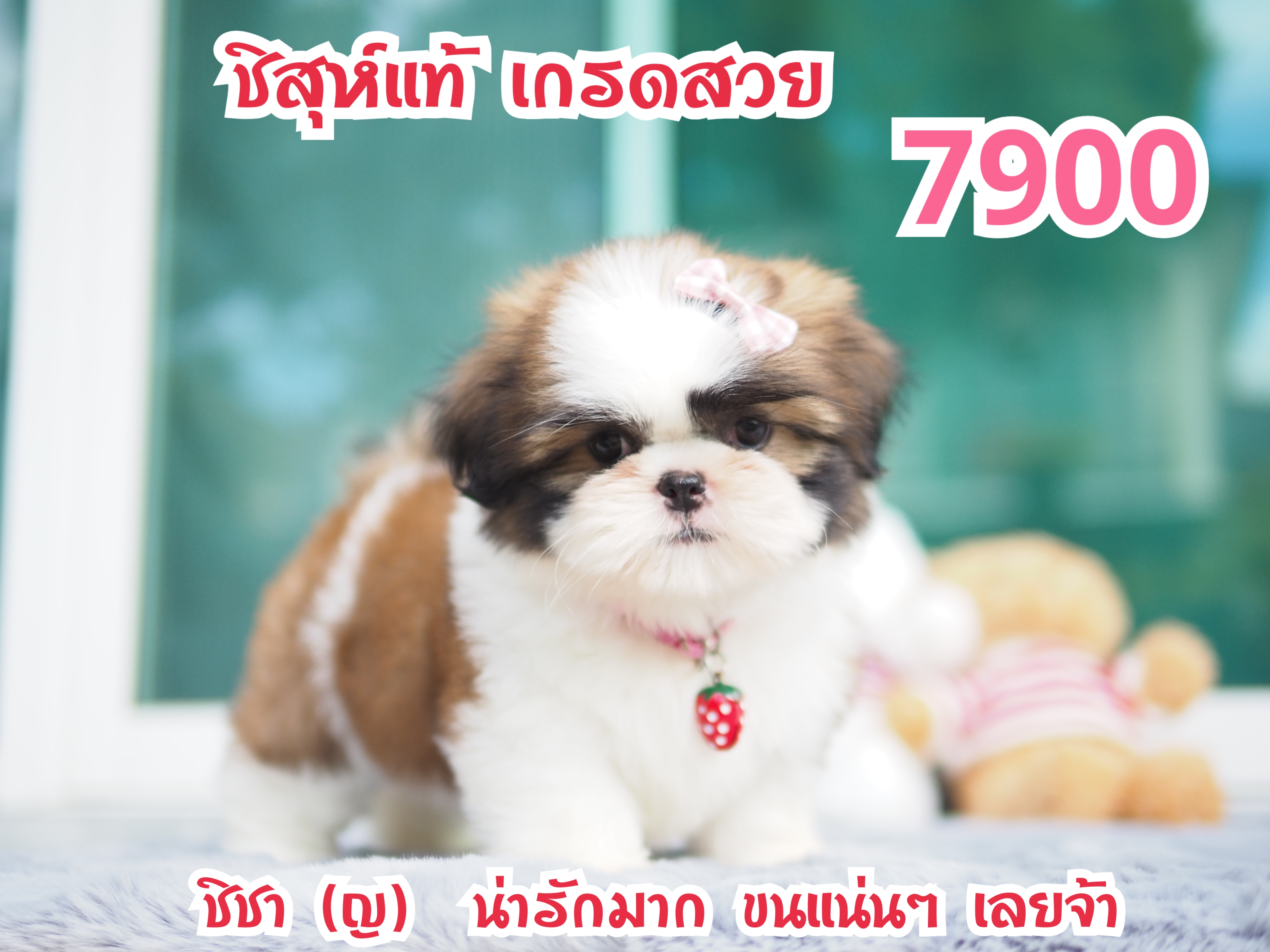 กิ๊ฟซ่า