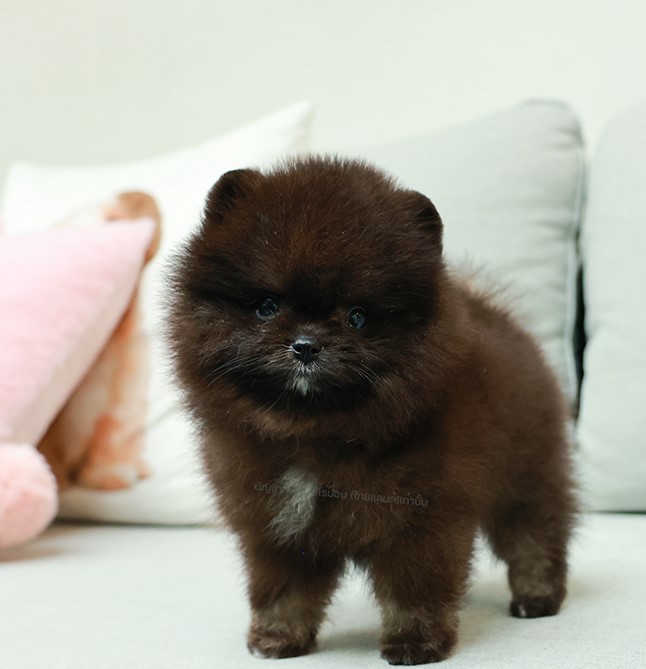 ปอมแท้ ปอมหน้าสั้น HRF-89125 เพศหญิง สี Black And Tan อายุ 2 เดือน  ขาสั้น ขนแน่...