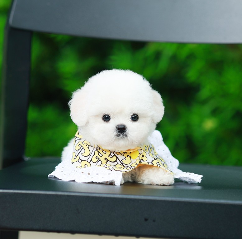 บิซอง ฟริเซ่  BCM-50934 เพศชาย  สีขาว อายุ 2 เดือน ตัวเล็ก ขาสั้น หน้าสั้น ขนแน่...