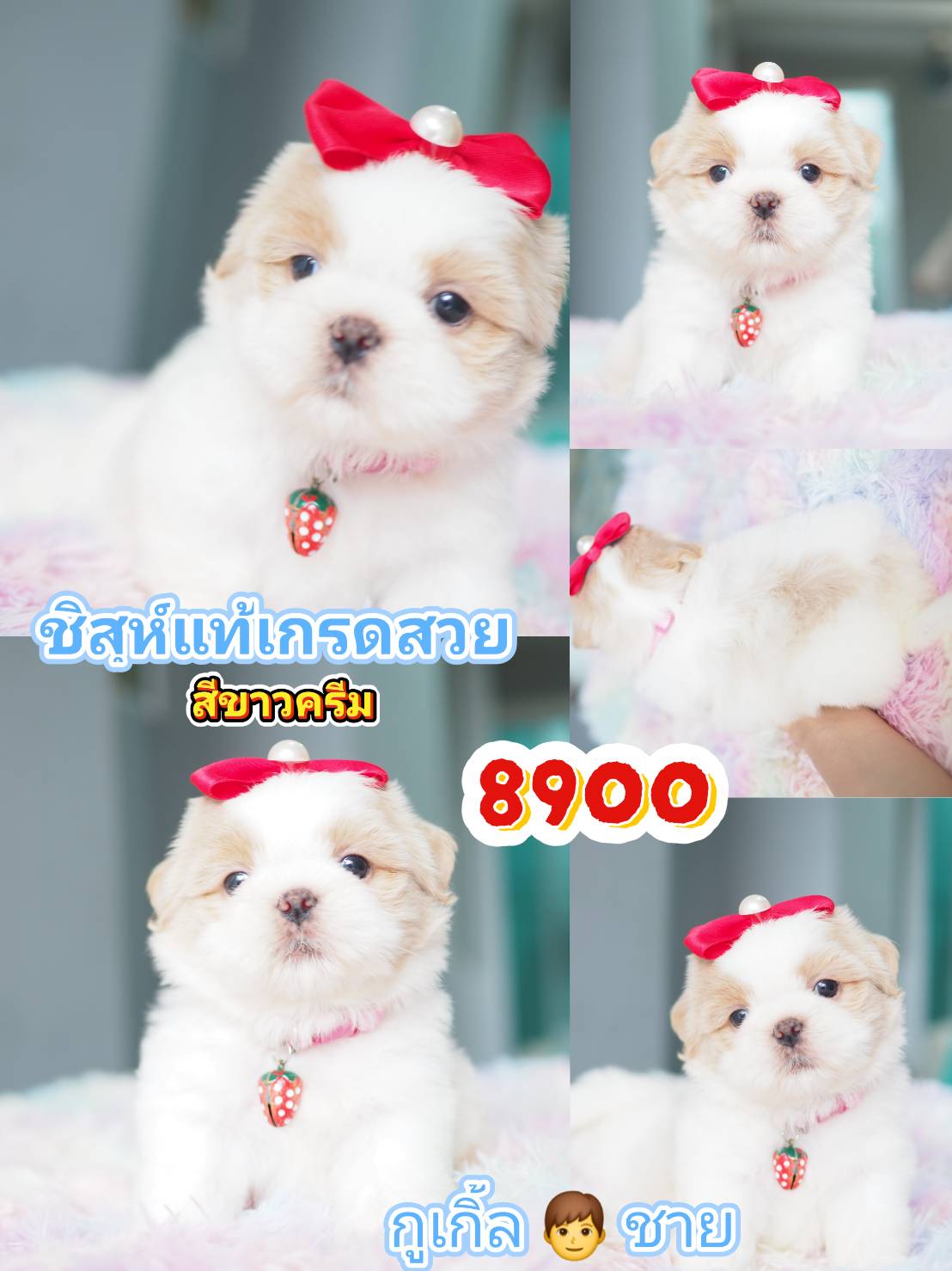 SHIHTZU