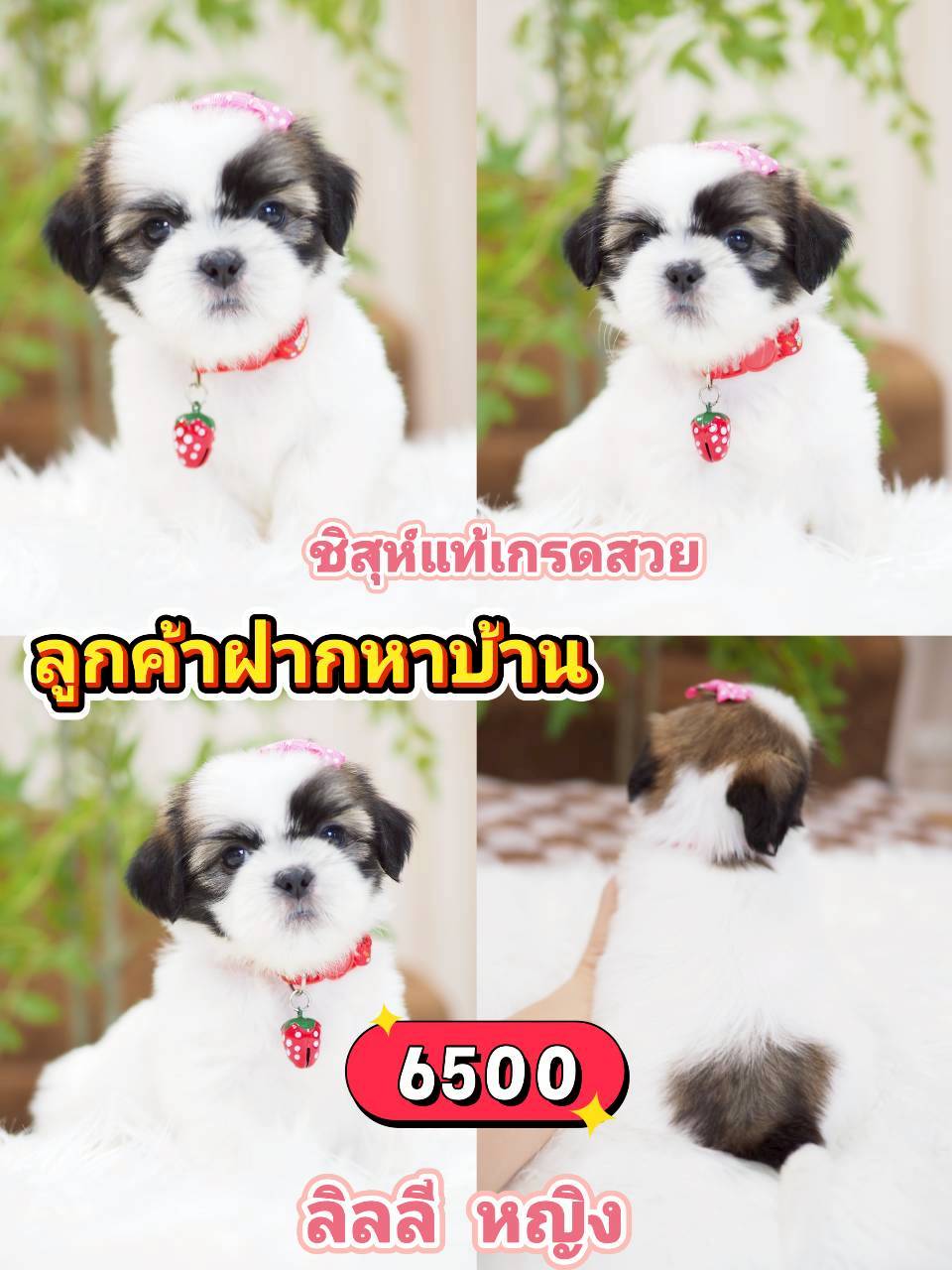 ชิสุแท้ 6500