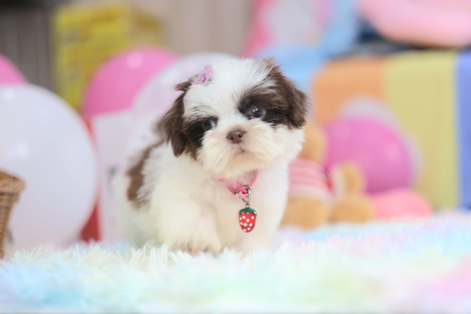 กิ๊ฟซ่า มาแล้ว ถูกและดี @kibzaa