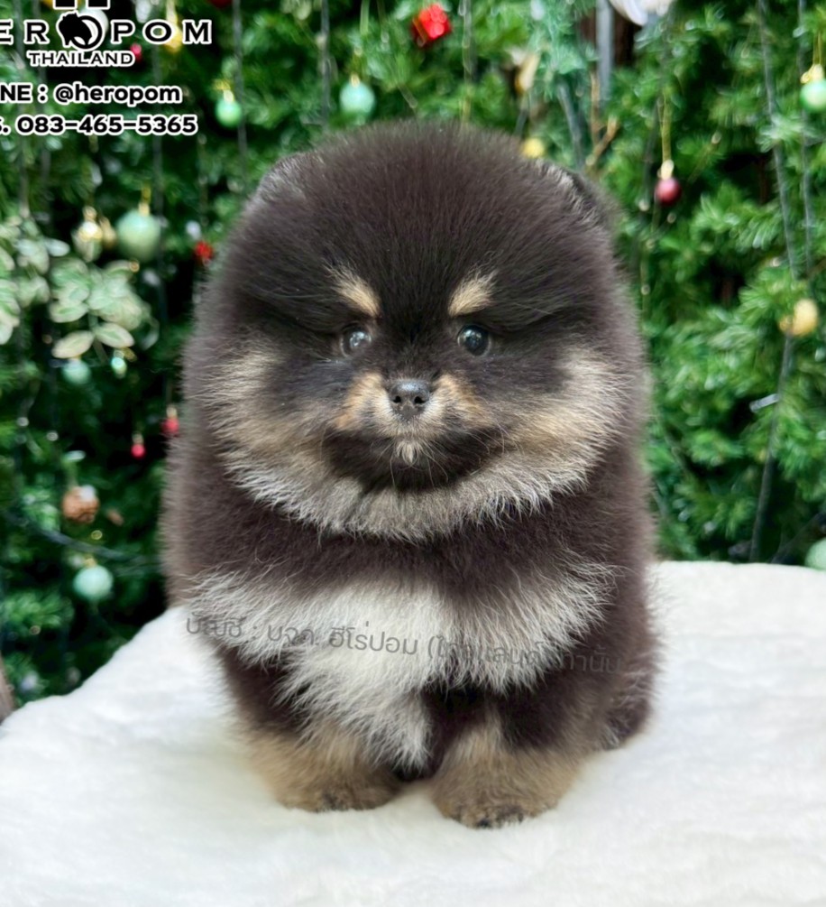 ปอมแท้ ปอมหน้าหมี HRM-10992 เพศชาย สีแบล็คแทน ตัวจิ๋วตัวเล็ก แก้มอ้วน น่าฟัดมาก...