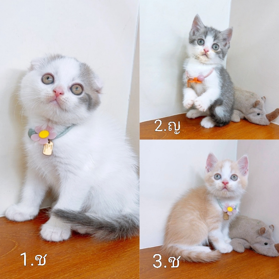 แมวสก๊อตติสโฟร์ สายพันธุ์ คุณภาพ