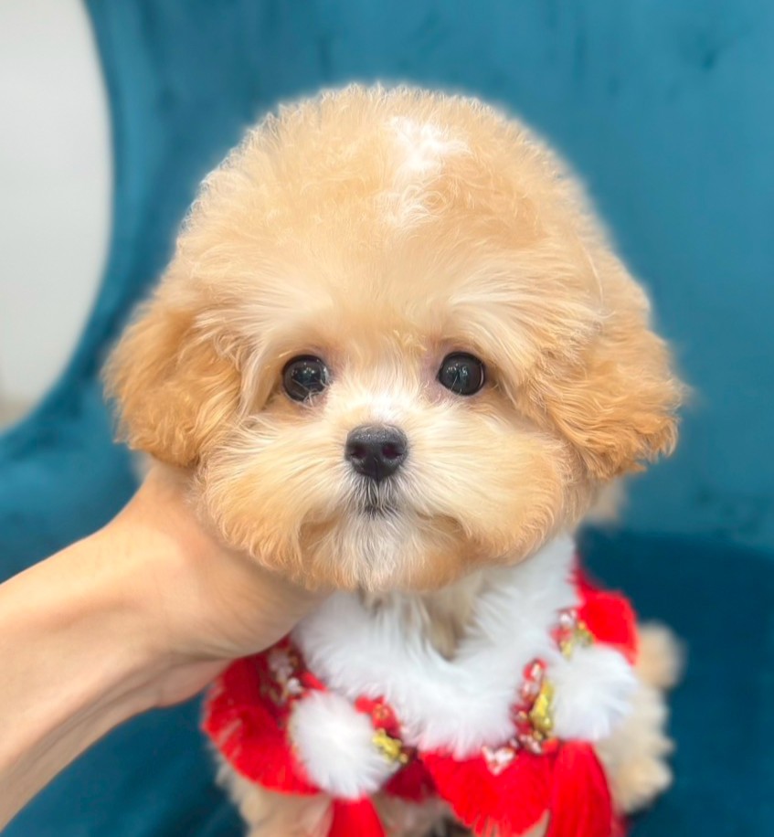 บิซองพู BCF-35598 เพศหญิง สีแชมเปญ อายุ 2 เดือน ตัวเล็ก ขาสั้น หน้าสั้น ขนแน่นฟู