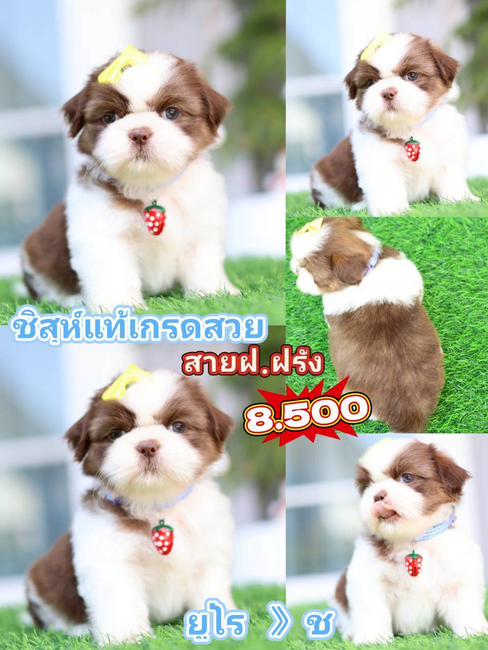 Kibzaa shihtzu