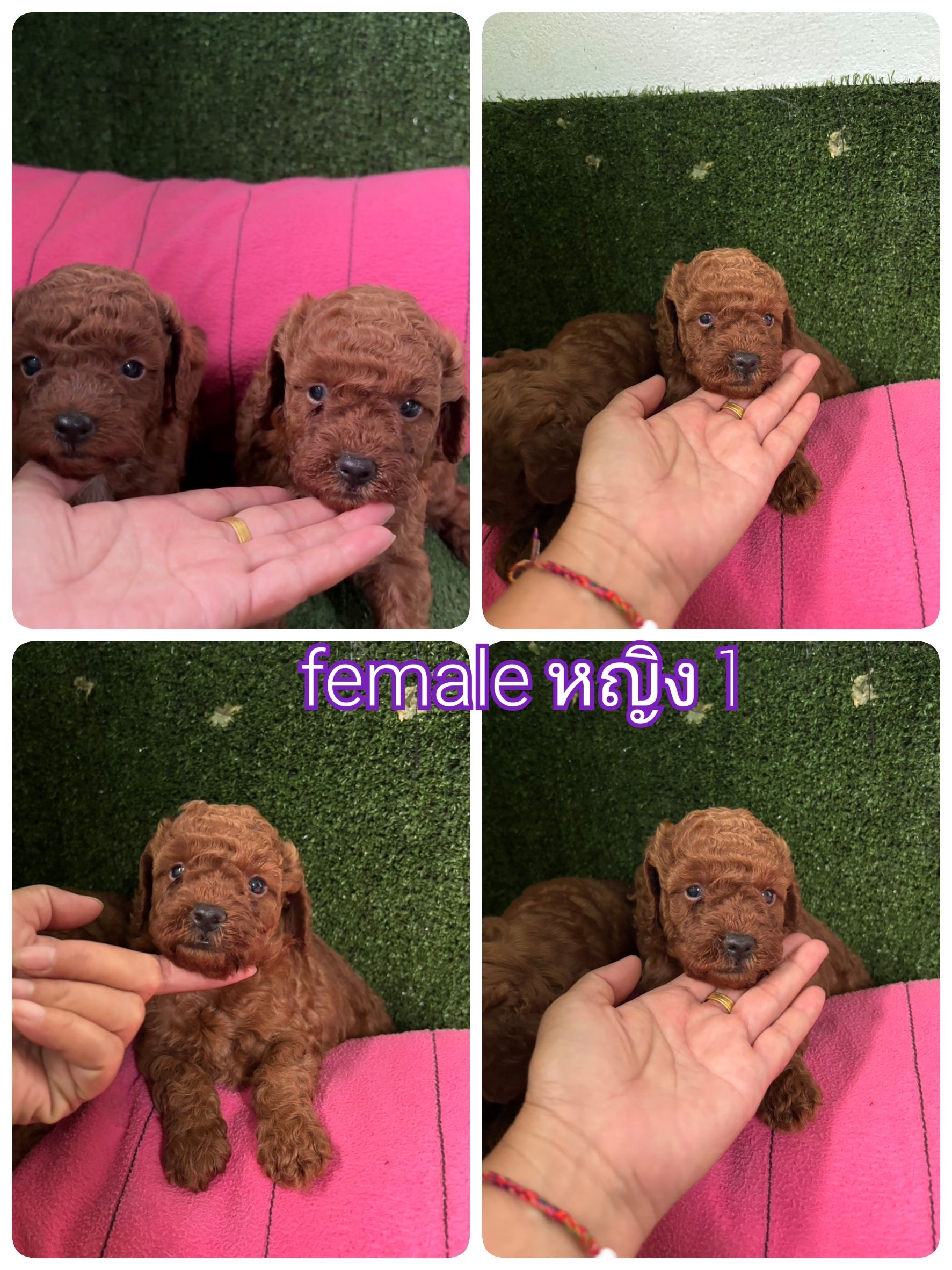 Poodletoy พุดเดิัลทอย หน้าหมี ขนแน่นๆ